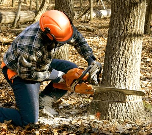 Tree Removal in Corning, KS